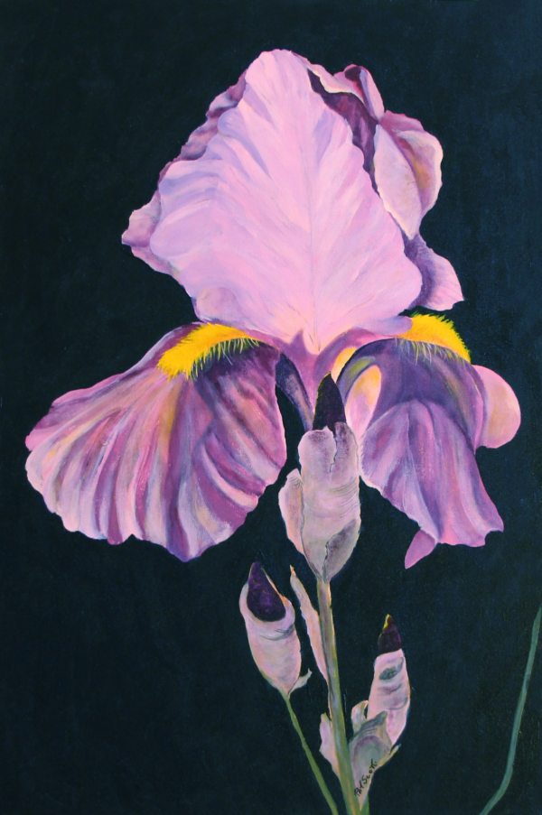 Purple Iris acrylic painting deep canvas